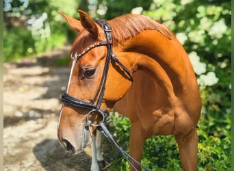 Hannover, Giumenta, 4 Anni, 164 cm, Sauro