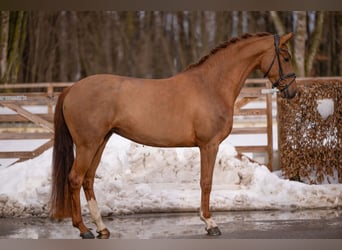 Hannover, Giumenta, 4 Anni, 164 cm, Sauro