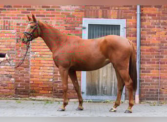 Hannover, Giumenta, 4 Anni, 164 cm, Sauro