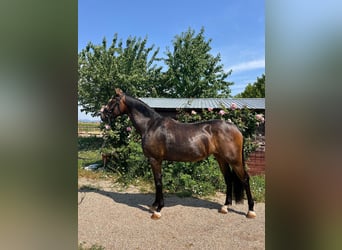 Hannover, Giumenta, 4 Anni, 165 cm, Baio