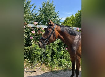 Hannover, Giumenta, 4 Anni, 165 cm, Baio