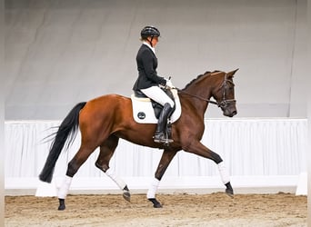 Hannover, Giumenta, 4 Anni, 165 cm, Baio