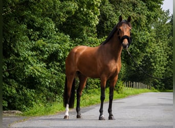 Hannover, Giumenta, 4 Anni, 165 cm, Baio