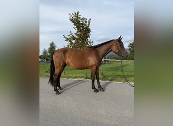 Hannover Mix, Giumenta, 4 Anni, 165 cm, Baio ciliegia