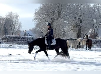 Hannover, Giumenta, 4 Anni, 165 cm, Baio nero