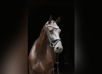 Hannover, Giumenta, 4 Anni, 165 cm, Baio nero