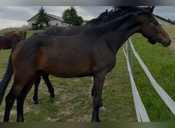 Hannover, Giumenta, 4 Anni, 165 cm, Baio nero