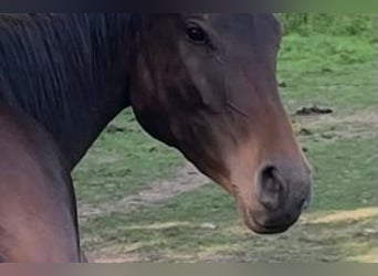 Hannover, Giumenta, 4 Anni, 165 cm, Baio nero