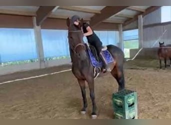 Hannover, Giumenta, 4 Anni, 165 cm, Baio nero