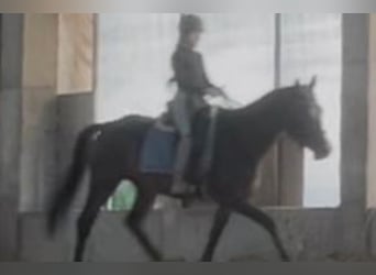 Hannover, Giumenta, 4 Anni, 165 cm, Baio nero
