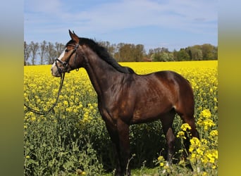 Hannover, Giumenta, 4 Anni, 165 cm, Baio scuro