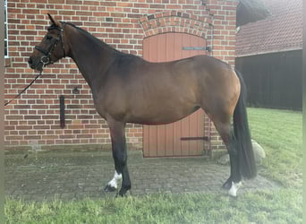 Hannover, Giumenta, 4 Anni, 165 cm, Baio scuro