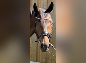 Hannover, Giumenta, 4 Anni, 165 cm, Baio scuro