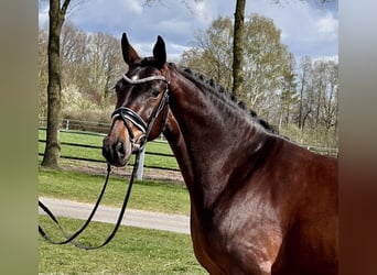 Hannover, Giumenta, 4 Anni, 165 cm, Baio scuro