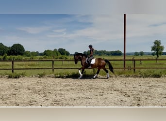 Hannover, Giumenta, 4 Anni, 165 cm, Baio scuro