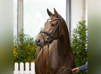 Hannover, Giumenta, 4 Anni, 165 cm, Baio scuro