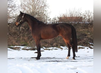 Hannover, Giumenta, 4 Anni, 165 cm, Baio scuro