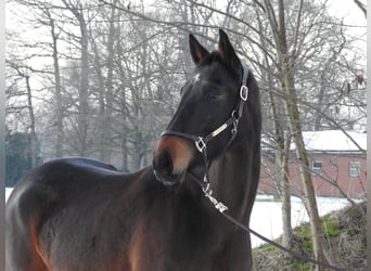 Hannover, Giumenta, 4 Anni, 165 cm, Baio scuro