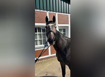 Hannover, Giumenta, 4 Anni, 165 cm, Grigio ferro