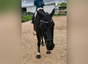 Hannover, Giumenta, 4 Anni, 165 cm, Morello
