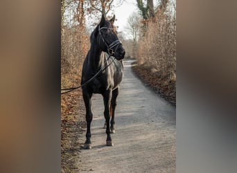 Hannover, Giumenta, 4 Anni, 165 cm, Morello