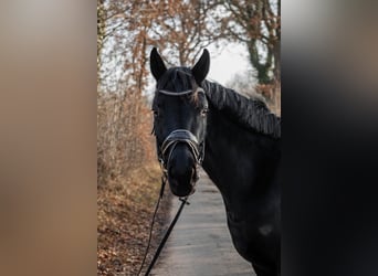 Hannover, Giumenta, 4 Anni, 165 cm, Morello
