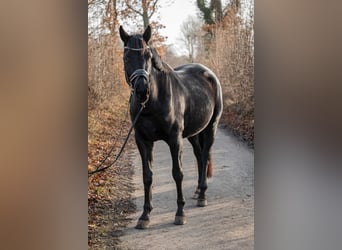 Hannover, Giumenta, 4 Anni, 165 cm, Morello