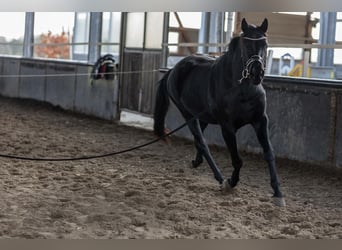 Hannover, Giumenta, 4 Anni, 165 cm, Morello
