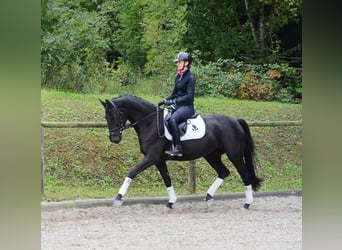 Hannover, Giumenta, 4 Anni, 165 cm, Morello