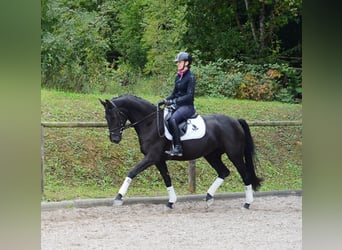 Hannover, Giumenta, 4 Anni, 165 cm, Morello