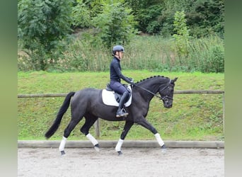 Hannover, Giumenta, 4 Anni, 165 cm, Morello
