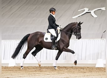 Hannover, Giumenta, 4 Anni, 165 cm, Morello
