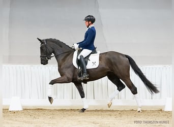 Hannover, Giumenta, 4 Anni, 165 cm, Morello