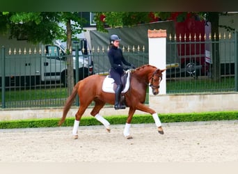 Hannover, Giumenta, 4 Anni, 165 cm, Sauro scuro