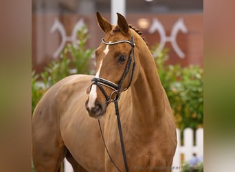 Hannover, Giumenta, 4 Anni, 165 cm, Sauro scuro