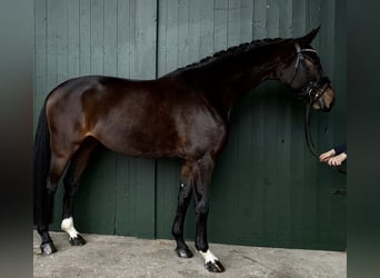 Hannover, Giumenta, 4 Anni, 166 cm, Baio