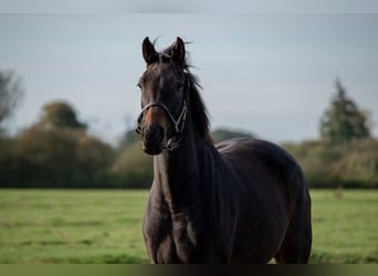 Hannover Mix, Giumenta, 4 Anni, 166 cm, Baio