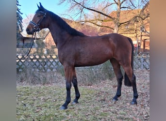 Hannover, Giumenta, 4 Anni, 166 cm, Baio