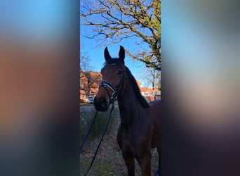 Hannover, Giumenta, 4 Anni, 166 cm, Baio