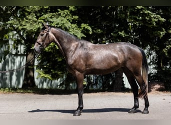 Hannover, Giumenta, 4 Anni, 166 cm, Grigio