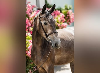 Hannover, Giumenta, 4 Anni, 166 cm, Grigio