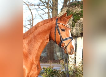 Hannover, Giumenta, 4 Anni, 166 cm, Sauro