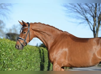 Hannover, Giumenta, 4 Anni, 166 cm, Sauro