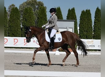 Hannover, Giumenta, 4 Anni, 166 cm, Sauro