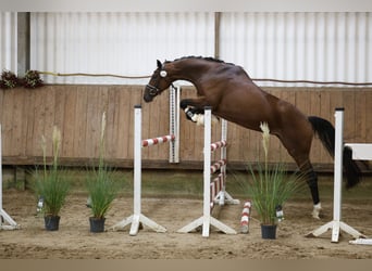 Hannover, Giumenta, 4 Anni, 167 cm, Baio