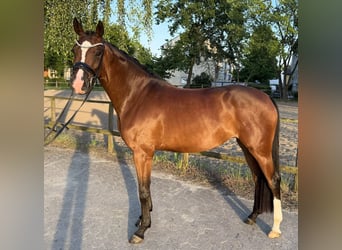 Hannover, Giumenta, 4 Anni, 167 cm, Baio
