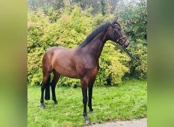 Hannover, Giumenta, 4 Anni, 167 cm, Baio