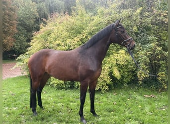 Hannover, Giumenta, 4 Anni, 167 cm, Baio