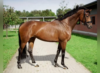 Hannover, Giumenta, 4 Anni, 167 cm, Baio