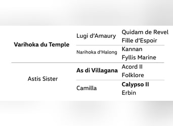 Hannover, Giumenta, 4 Anni, 167 cm, Baio